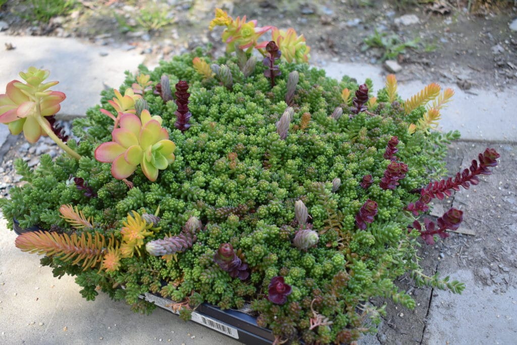 photo of sedum tile