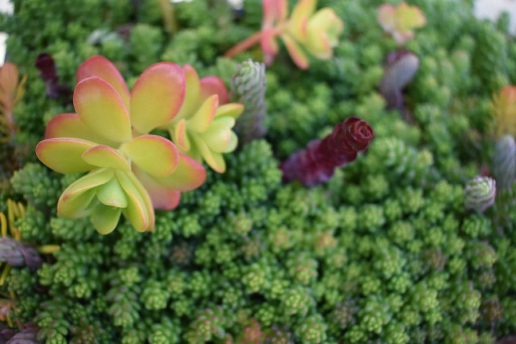 photo of sedum plants