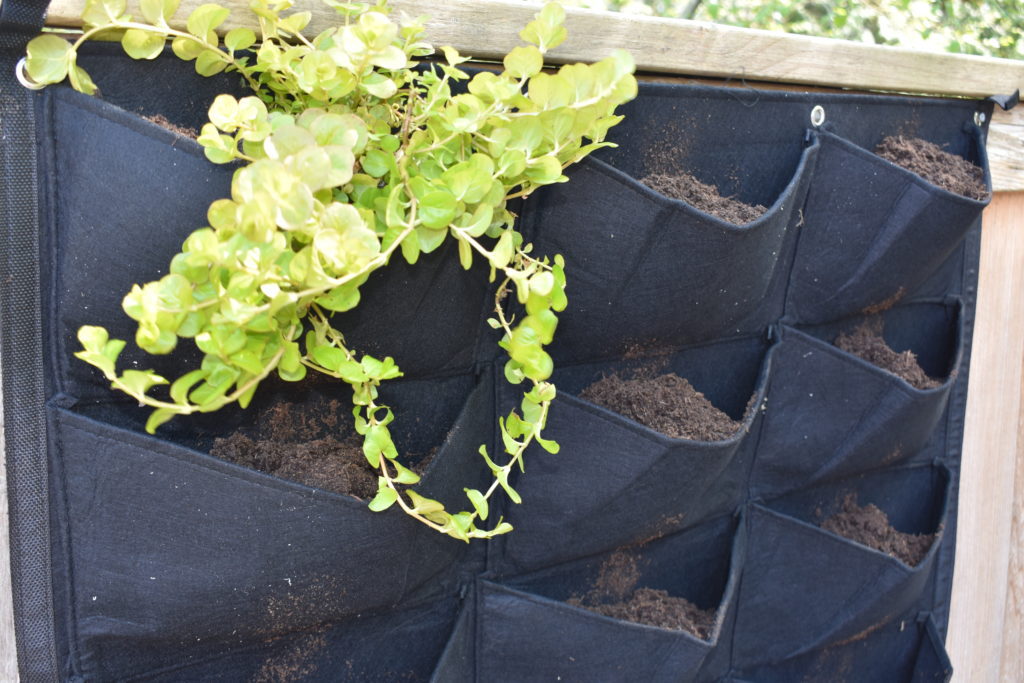 photo of felt vertical garden planter with creeping jenny