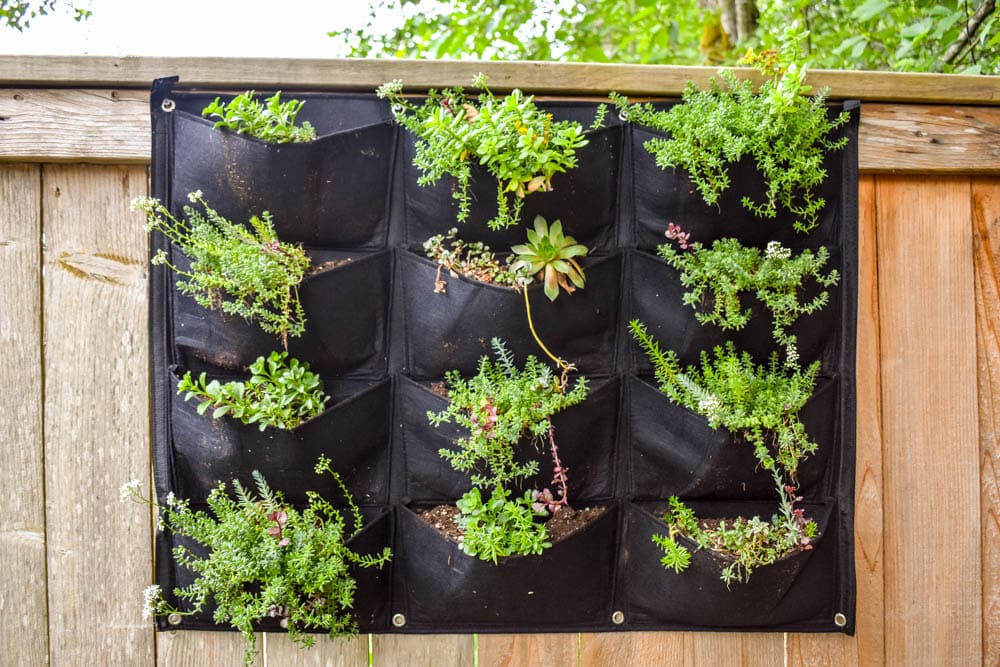 photo of vertical garden planter hanging on fence