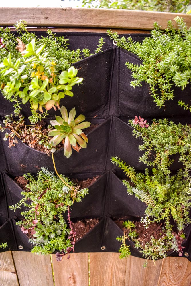 photo of vertical garden with sedums and succulents