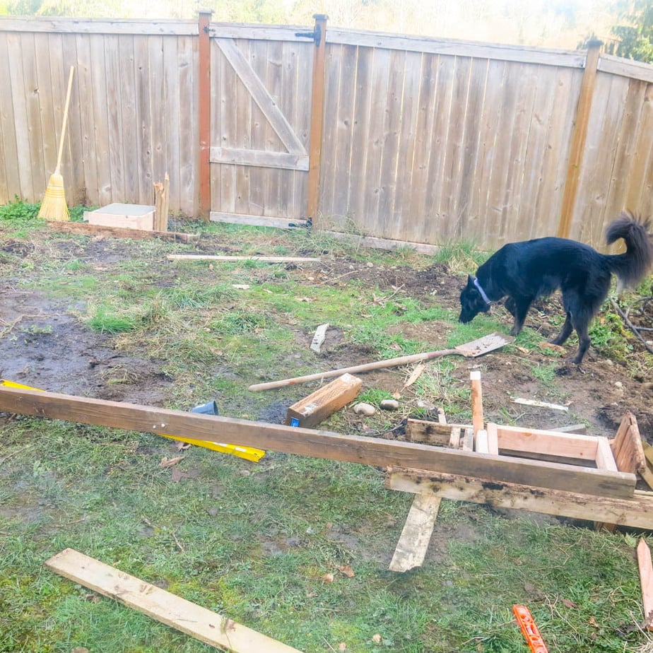 backyard site being prepared to install a patio for the Costco gazebo from Yardistry Structures. A black dog is sniffing the ground