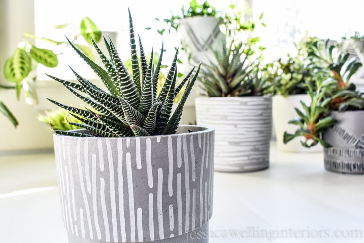 Modern houseplants are a must-have! Learn to style indoor plants like a pro with these 6 simple tips on pots, placement and plant choice.