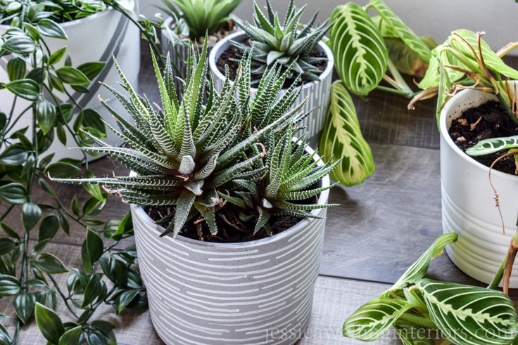 Modern houseplants are a must-have! Learn to style indoor plants like a pro with these 6 simple tips on pots, placement and plant choice.