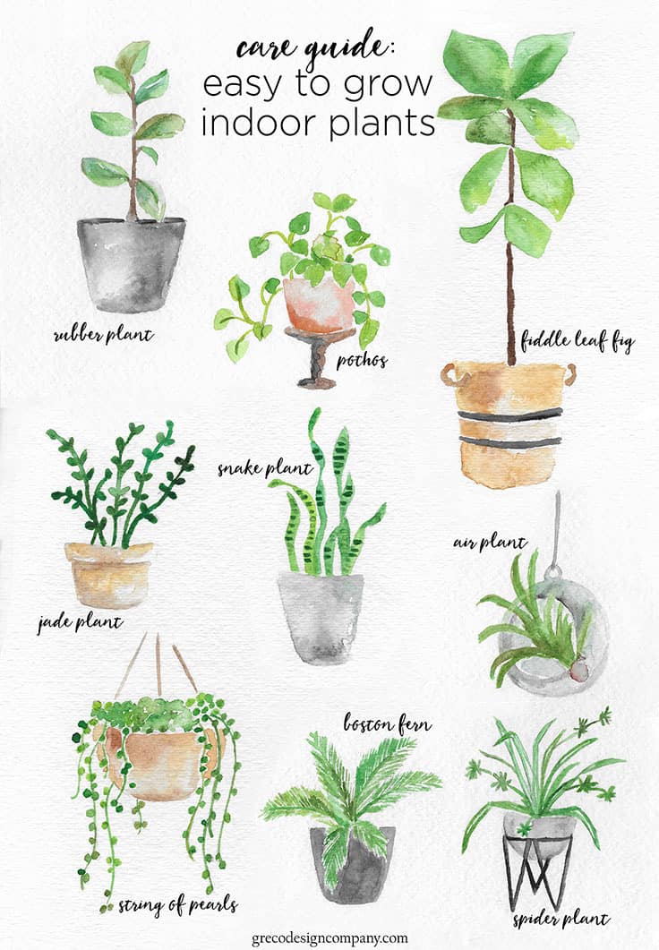Greco Design Indoor Plant Guide Chart 1 