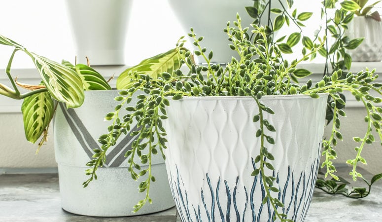 Turn Dollar Store Pots into Modern Indoor Planters!