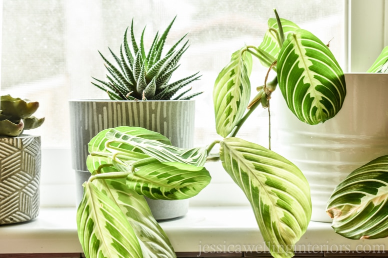 How to Style Indoor Plants: 6 Designer Tips - Jessica Welling Interiors