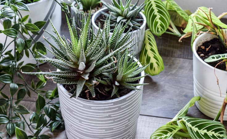 DIY Modern Indoor Planters!