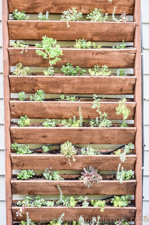 image of wood vertical garden with sedum and succulents