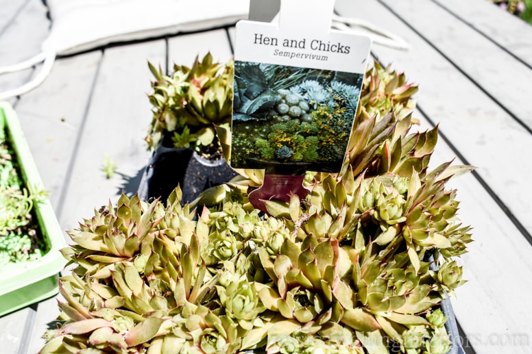 image of hen and chicks plants ready to be planted in wood vertical garden