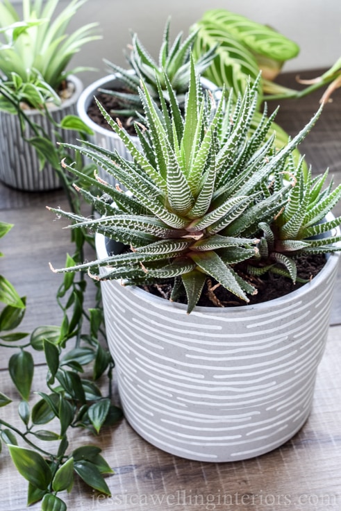 finished modern indoor plant pot with a succulent growing in it and other indoor planters in the background