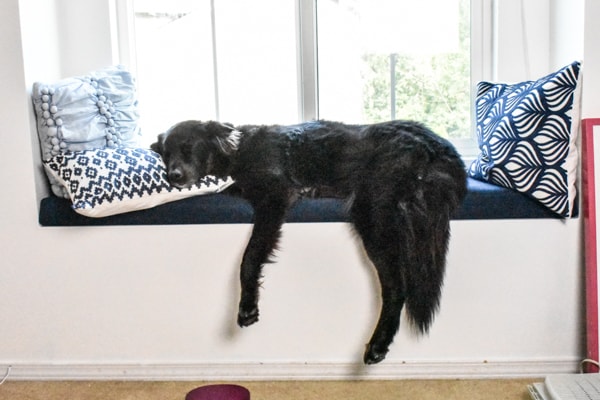 window with blinds open and natural light pouring in and large black dog sleeping on window seat