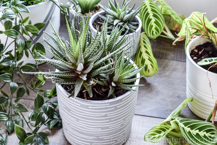 modern indoor plant pot with a succulent