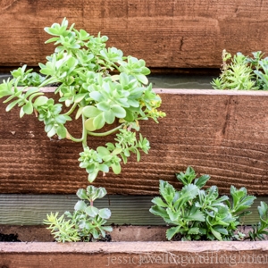 close-up of a wood vertical garden with succulents