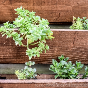 close-up of a DIY vertical garden with succulents