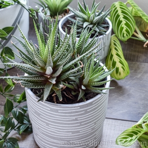 close-up of succulent in grey pot with white stripes