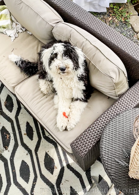 black and white sheepadoodle puppy sitting on an outdoor sofa on a patio