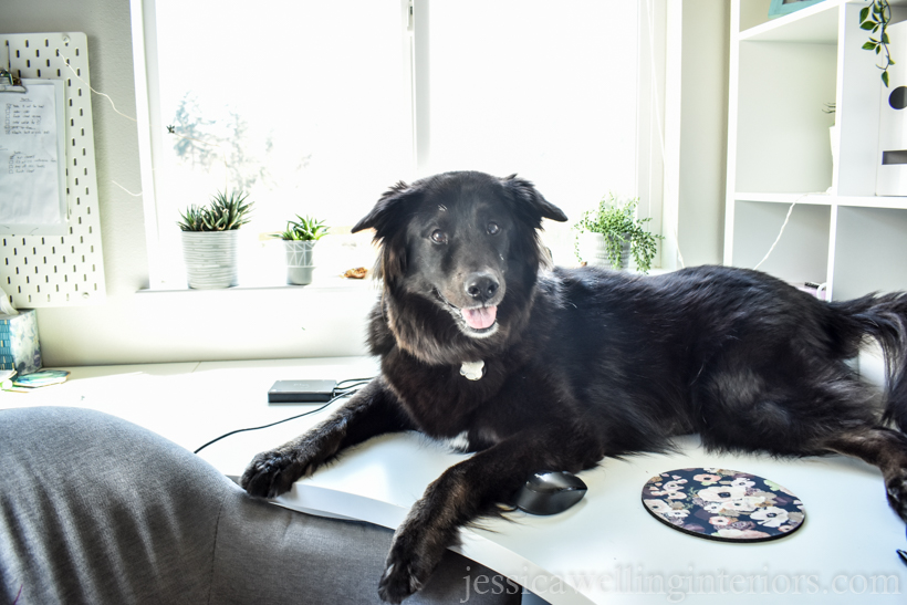 home office with a big black dog sitting on the desk