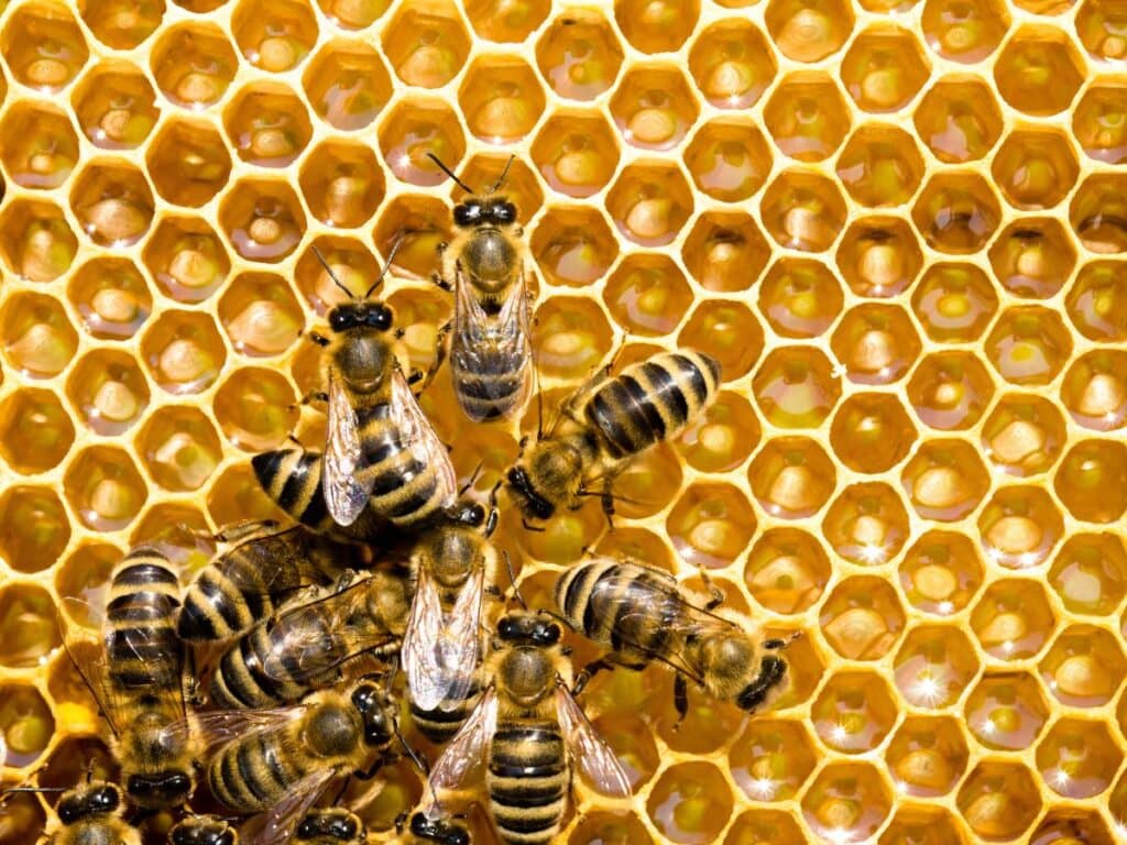 honeybees on a honeycomb background