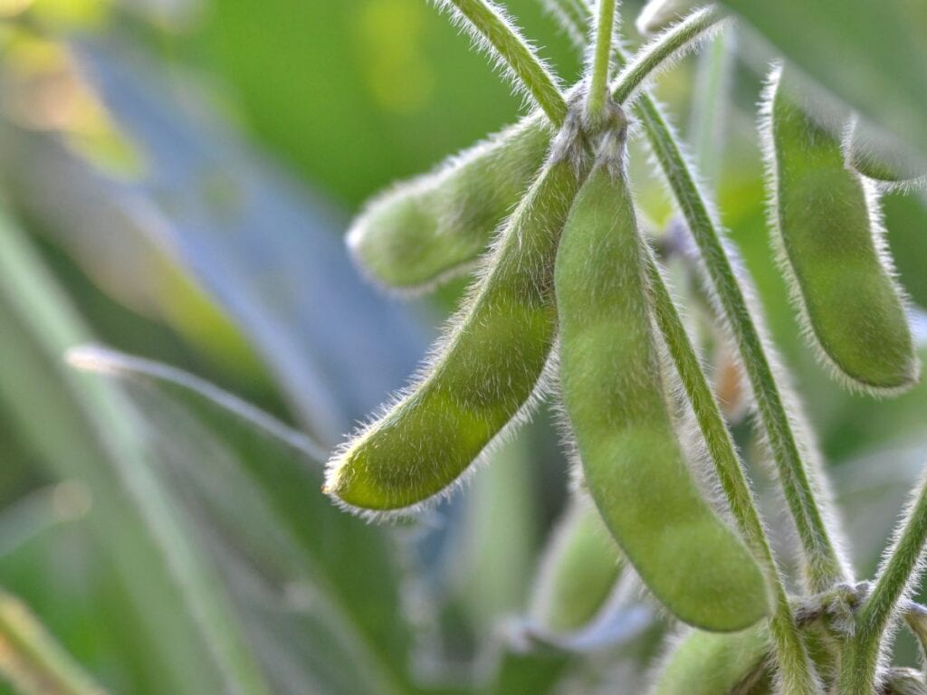 soybeans hanging on a vine