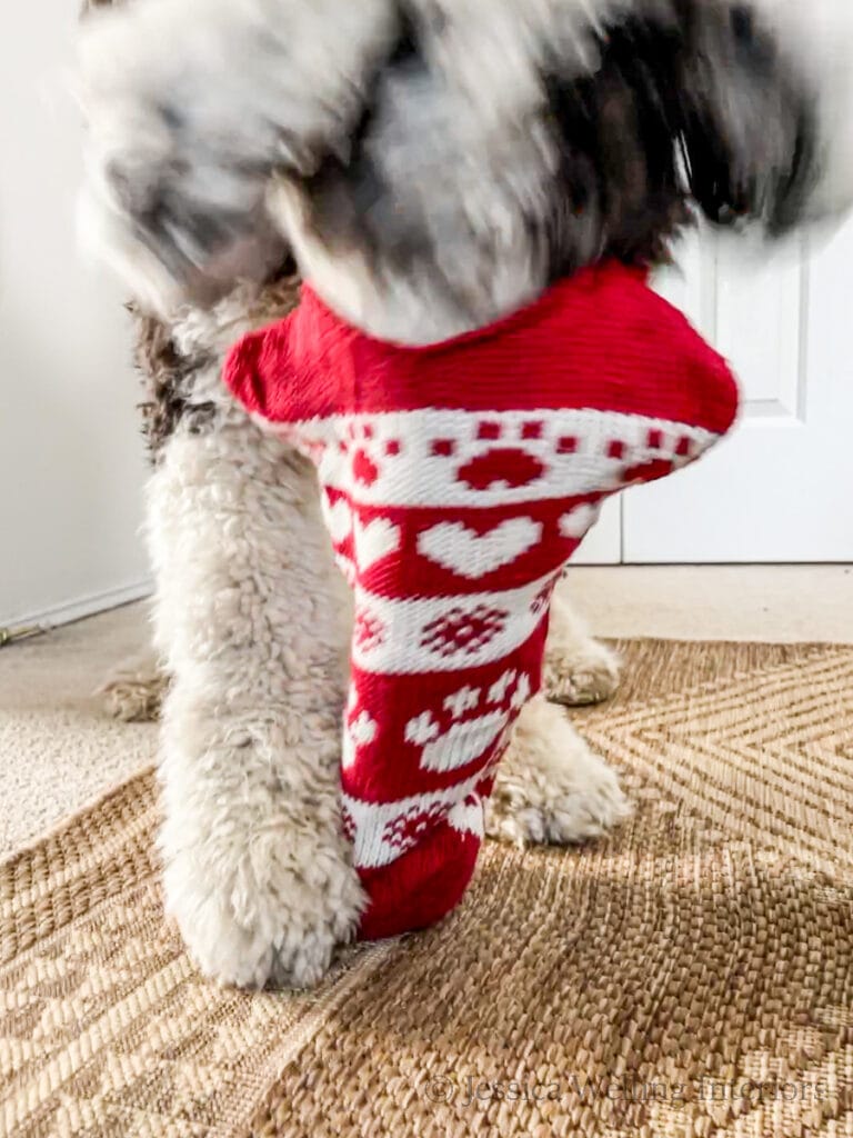 dog with his head stuck in a bone shaped Christmas stocking