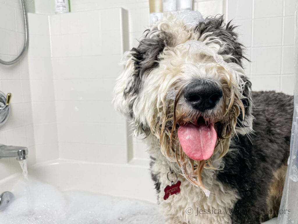 sheepdog in a bubble bath