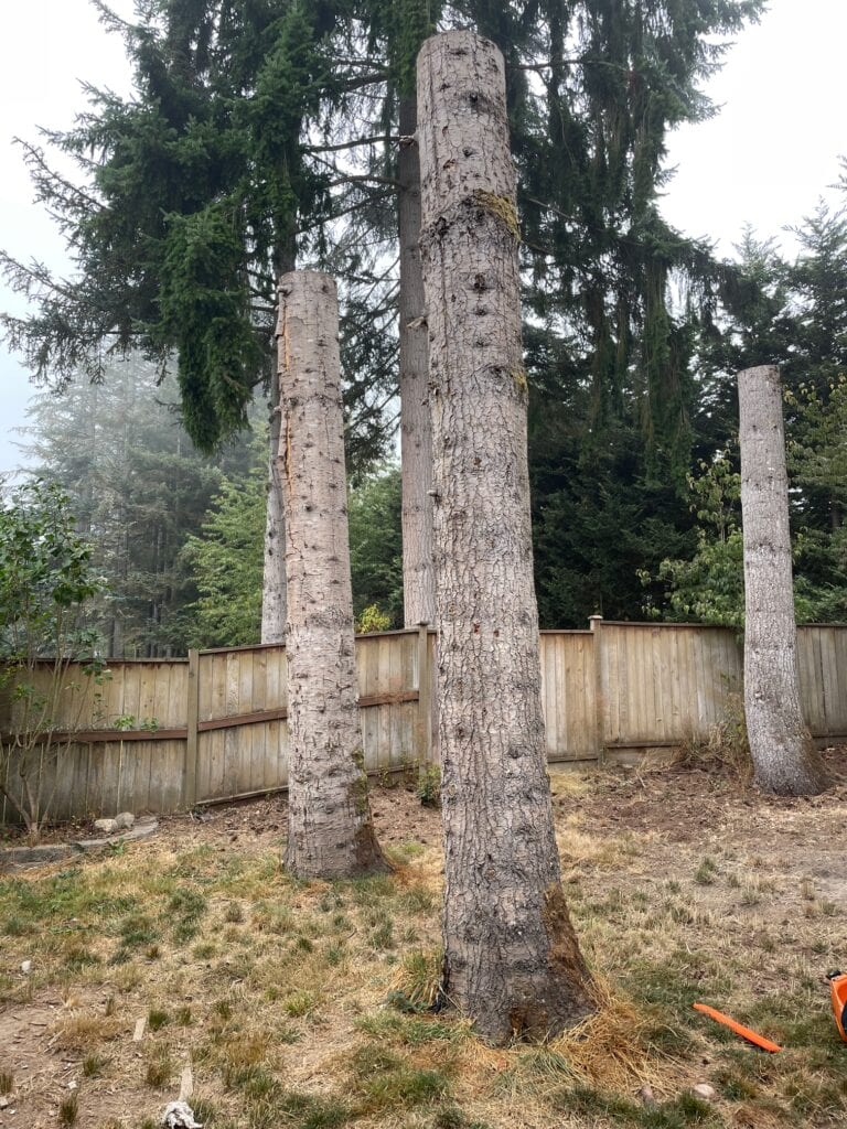 ugly backyard with tall tree stumps and dead grass