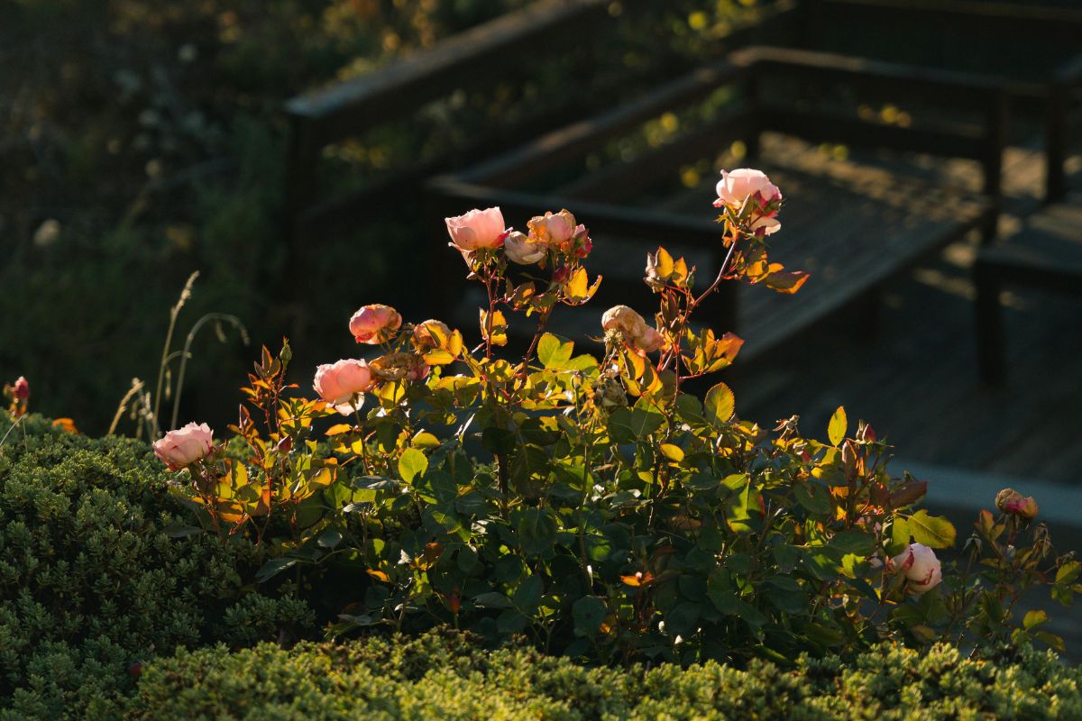 15 Small Garden Design Ideas To Maximize Every Square Inch