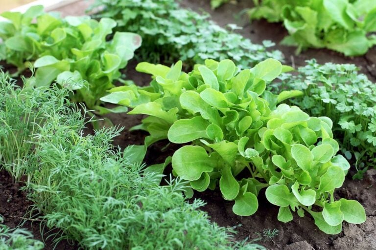 15 Small Vegetable Garden Ideas That Prove Tiny Spaces Can Still Feed You